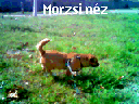 kep_morzsi.gif